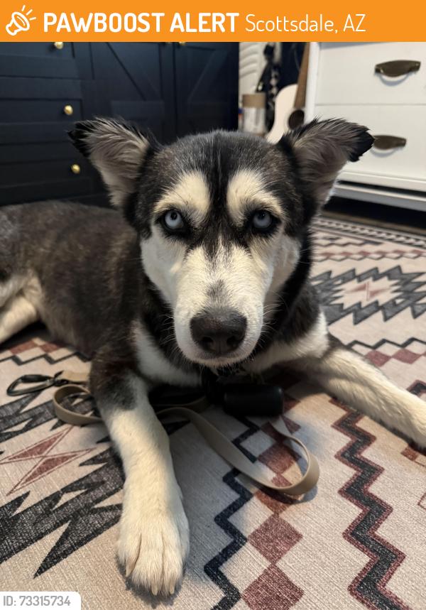 Found/Stray Female Dog last seen Indian School & Scottsdale Rd, Scottsdale, AZ 85251