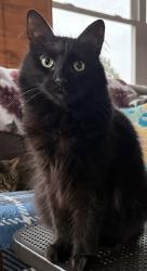Lost Female Cat last seen Near Oakridge Dr, Butterfield Oaks apmts, Aurora, IL 60502
