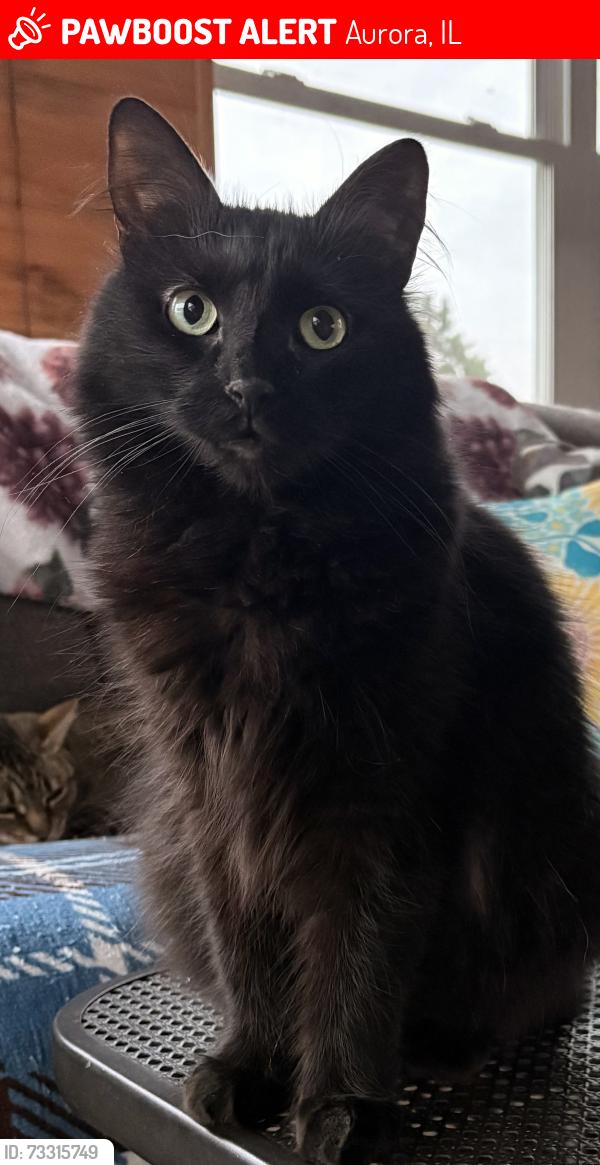 Lost Female Cat last seen Near Oakridge Dr, Butterfield Oaks apmts, Aurora, IL 60502