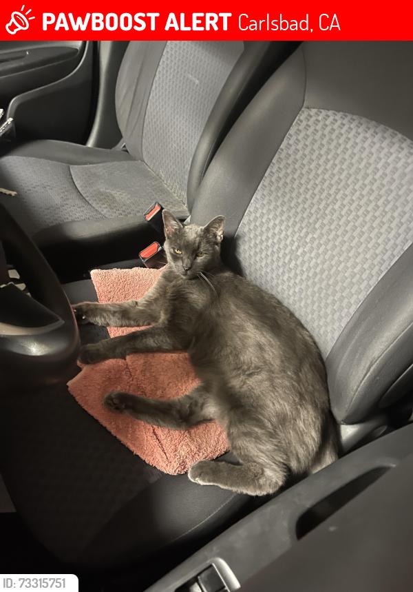 Lost Female Cat last seen Branta ave and Aviara drive, Carlsbad, CA 92011