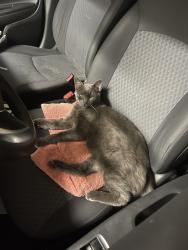 Lost Female Cat last seen Branta ave and Aviara drive, Carlsbad, CA 92011