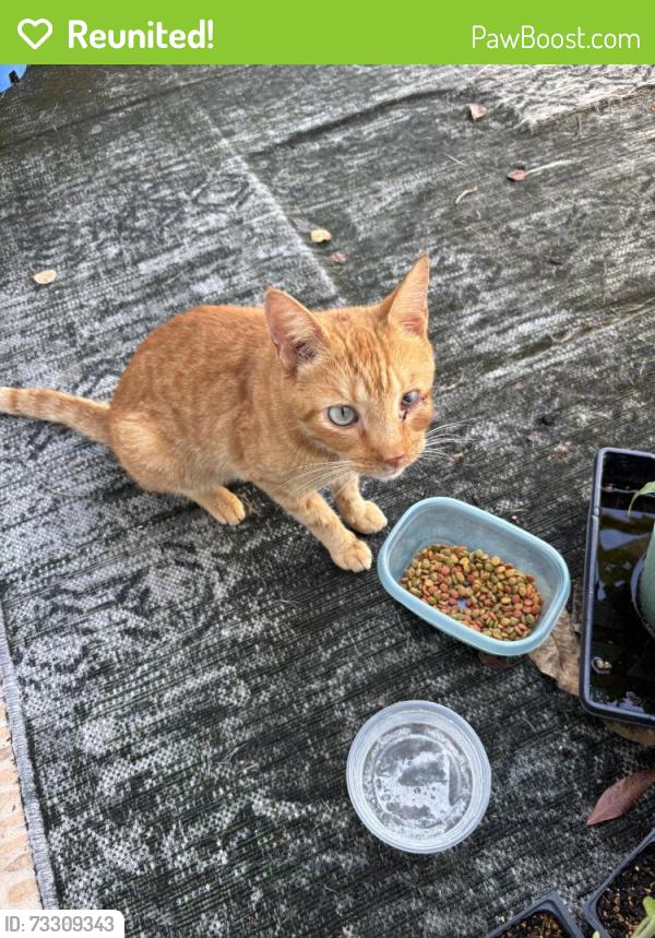 Reunited Unknown Cat last seen Near Melbourne ave, Merritt Island, FL 32953