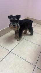 Reunited Female Dog last seen Streetsville, Mississauga, ON L5M 6C7