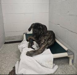 Shelter Stray Female Dog last seen Near W Fairmount ave, 21223, MD, 2490 Giles Rd, Baltimore, MD 21225, USA