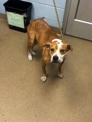 Shelter Stray Female Dog last seen , , GA, 3280 Chamblee Dunwoody Rd, Chamblee, GA 30341, USA