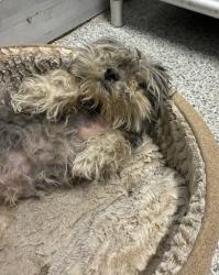Shelter Stray Female Dog last seen justice ln and gavel dr, Zone 2, TX, 8755 Farm to Market 1516, Converse, TX 78109, USA