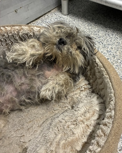 Shelter Stray Female Dog last seen justice ln and gavel dr, Zone 2, TX, 8755 Farm to Market 1516, Converse, TX 78109, USA