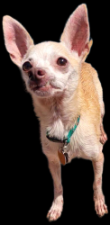 Reunited Male Dog last seen Mableton, Mableton, GA 30126