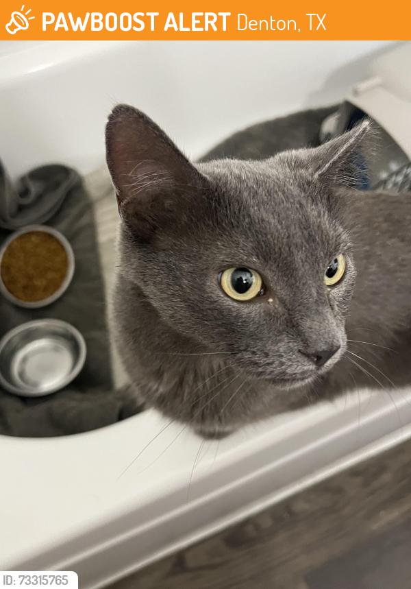 Found/Stray Unknown Cat last seen Teasley and londonderry, Denton, TX 76205