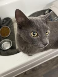 Found/Stray Unknown Cat last seen Teasley and londonderry, Denton, TX 76205