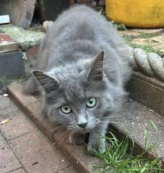 Lost Male Cat last seen Southsea, Portsmouth, England 