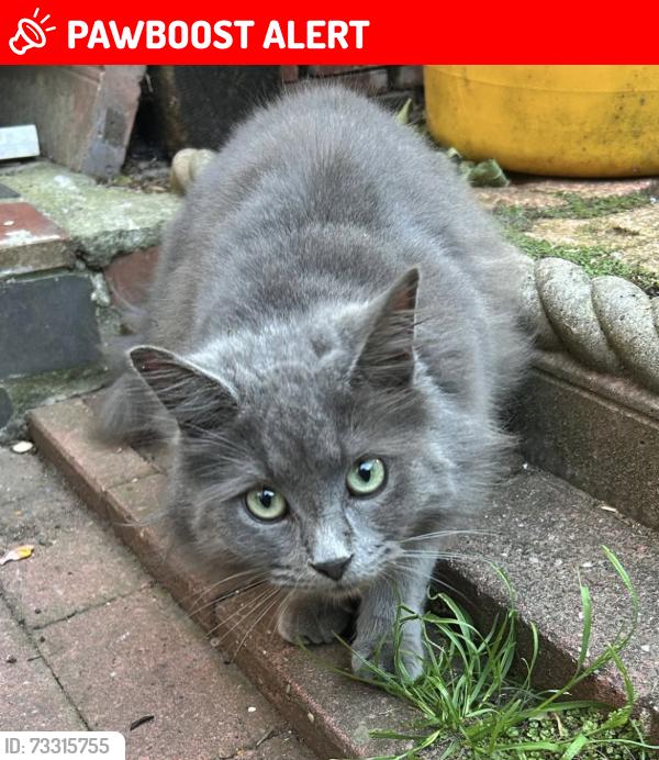 Lost Male Cat last seen Southsea, Portsmouth, England 
