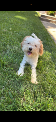 Lost Male Dog last seen Last seen near 103rd Normal Chicago, Roseland Area, Chicago, IL 60628