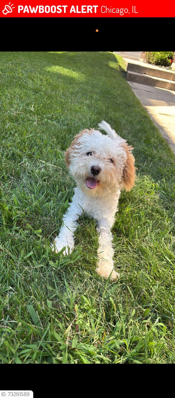 Lost Male Dog last seen Last seen near 103rd Normal Chicago, Roseland Area, Chicago, IL 60628