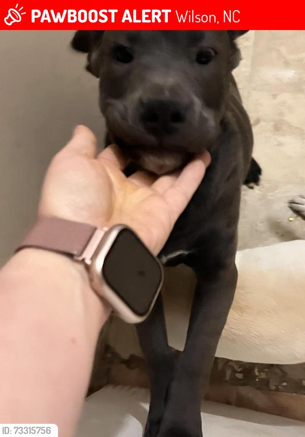 Lost Male Dog last seen Thompson Chapel Rd and Sugar Hill Rd., Wilson, NC 27896