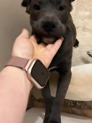 Lost Male Dog last seen Thompson Chapel Rd and Sugar Hill Rd., Wilson, NC 27896