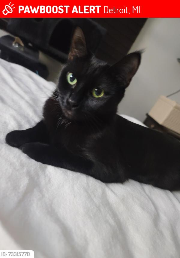 Lost Female Cat last seen Kendall and Acacia, Detroit, MI 48223