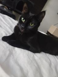 Lost Female Cat last seen Kendall and Acacia, Detroit, MI 48223