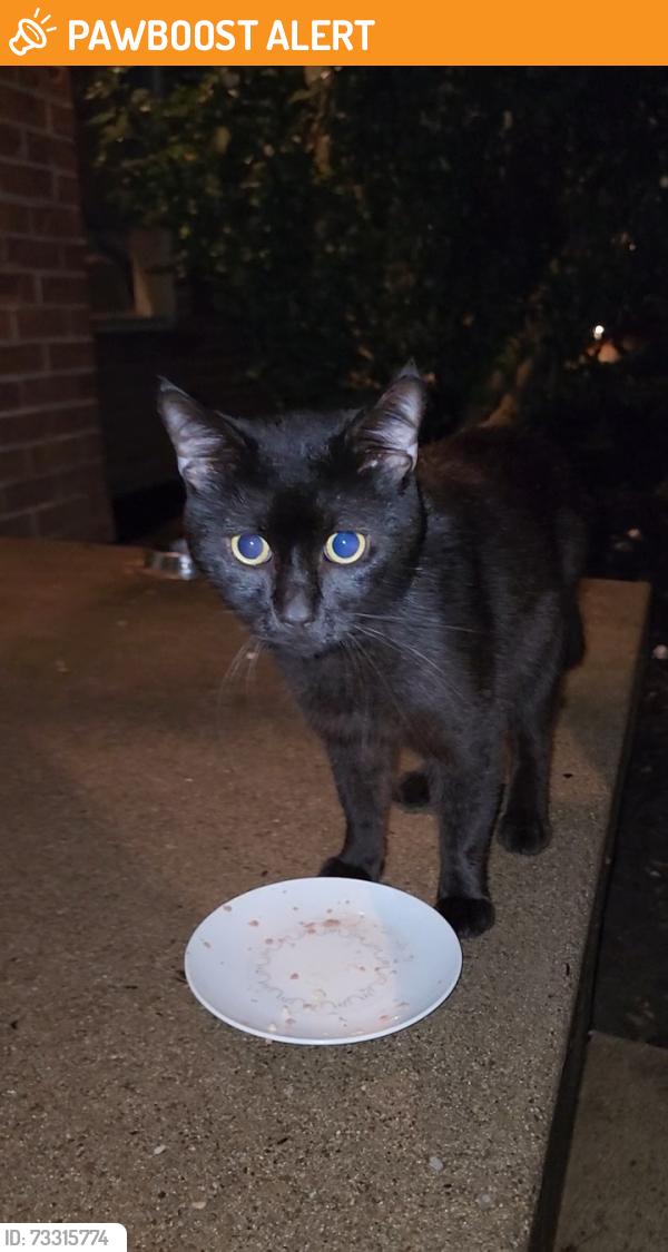 Found/Stray Male Cat last seen S. Petrie Road and Camelot Circle, Robinson Township, PA 15108