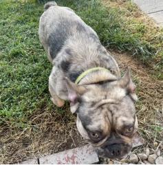 Found/Stray Male Dog last seen Wellington dr Lexington,ky, Lexington, KY 40503