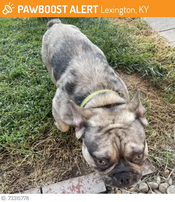 Found/Stray Male Dog last seen Wellington dr Lexington,ky, Lexington, KY 40503