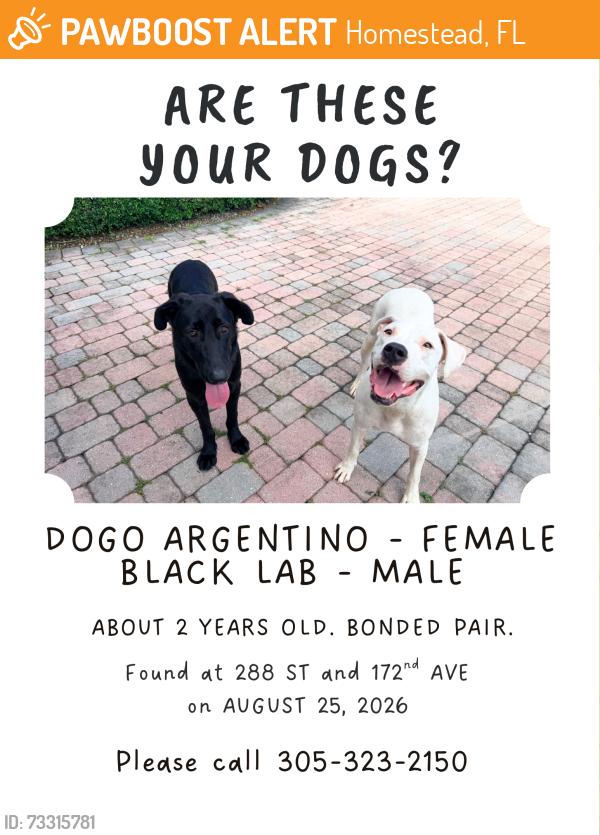 Found/Stray Unknown Dog last seen hmstd, Homestead, FL 33030
