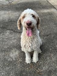 Found/Stray Male Dog last seen Dead end of Allstate Dr in Jackson Ms near Colonial Mart, Jackson, MS 39211