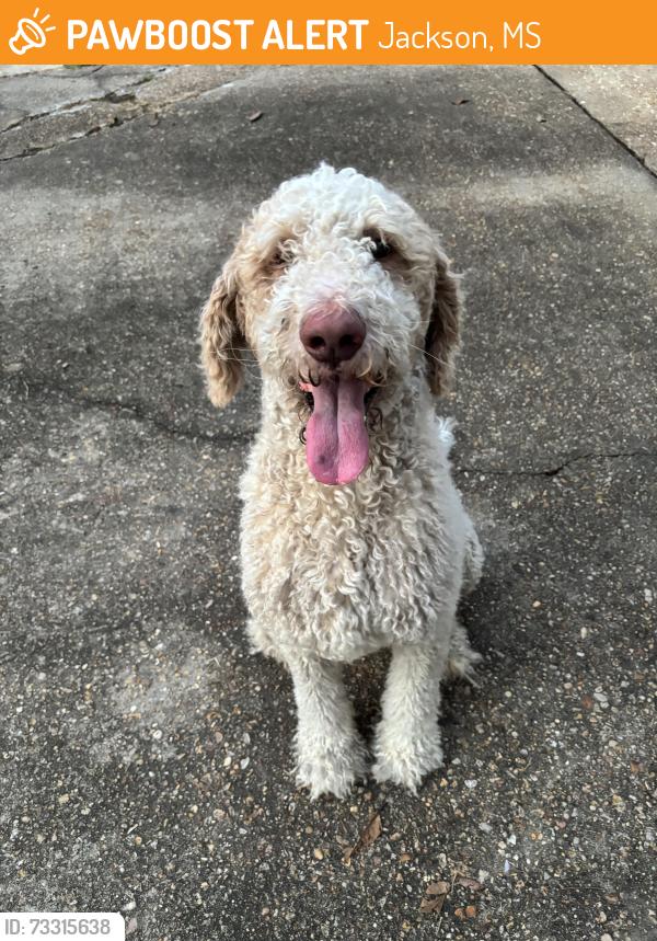 Found/Stray Male Dog last seen Dead end of Allstate Dr in Jackson Ms near Colonial Mart, Jackson, MS 39211