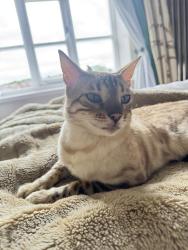 Lost Male Cat last seen hazelhurst road near fledglings the nursery, Worsley, England M28 2LS