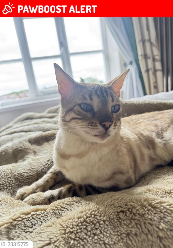 Lost Male Cat last seen hazelhurst road near fledglings the nursery, Worsley, England M28 2LS