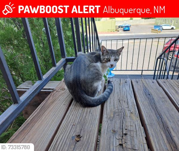 Lost Male Cat last seen Central and General Arnold St NE, Albuquerque, NM 87123
