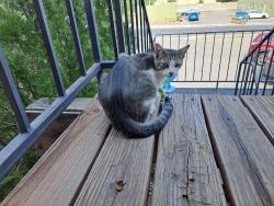Lost Male Cat last seen Central and General Arnold St NE, Albuquerque, NM 87123