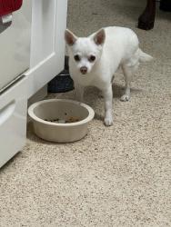 Reunited Unknown Dog last seen Poinciana Dr, Clearwater, FL, Clearwater, FL 33764