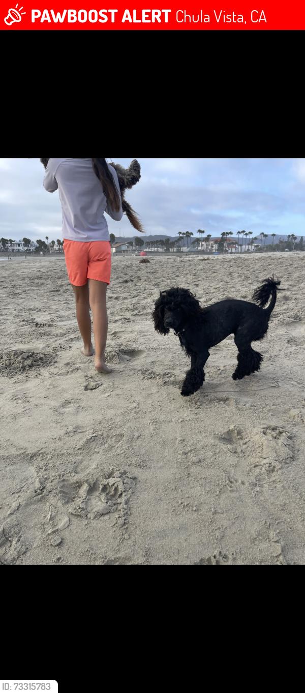 Lost Male Dog last seen Mount Miguel, Chula Vista, CA 91914