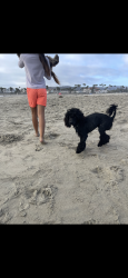 Lost Male Dog last seen Mount Miguel, Chula Vista, CA 91914