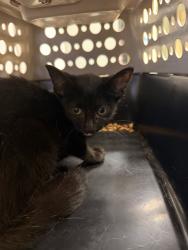 Shelter Stray Female Cat last seen Near Princess Anne Court, VIRGINIA BEACH, VA, 23457, 341 S Birdneck Rd, Virginia Beach, VA 23451, USA