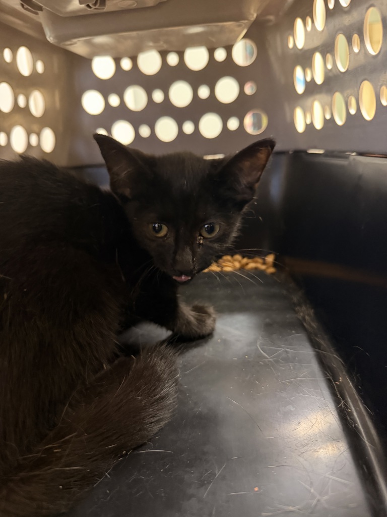 Shelter Stray Female Cat last seen Near Princess Anne Court, VIRGINIA BEACH, VA, 23457, 341 S Birdneck Rd, Virginia Beach, VA 23451, USA