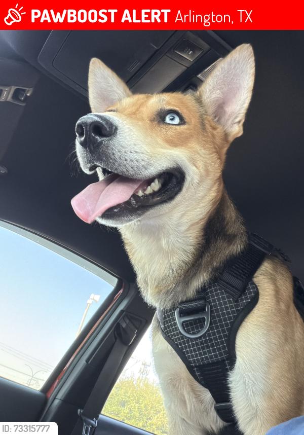 Lost Male Dog last seen Arlington fire station 6, Arlington, TX 76014