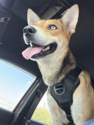 Lost Male Dog last seen Arlington fire station 6, Arlington, TX 76014