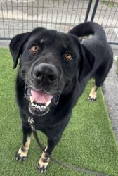 Shelter Stray Male Dog last seen Near Shadowridge Drive, Vista, CA, 92081, Oceanside, CA 92058, USA
