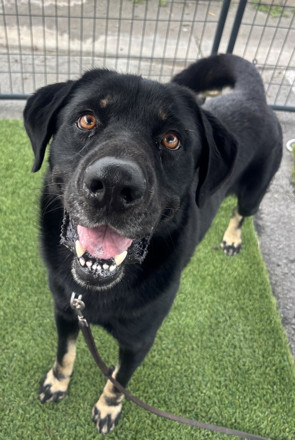 Shelter Stray Male Dog last seen Near Shadowridge Drive, Vista, CA, 92081, Oceanside, CA 92058, USA