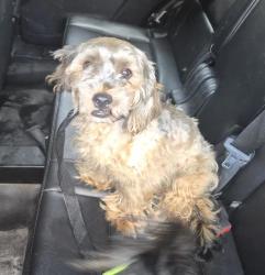 Shelter Stray Male Dog last seen Near Cross Bronx Expy, BRONX, NY, 10457, 326 E 110th St, New York, NY 10029, USA