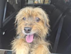 Shelter Stray Male Dog last seen Near Cross Bronx Expy, BRONX, NY, 10457, 326 E 110th St, New York, NY 10029, USA