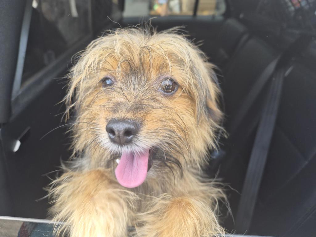 Shelter Stray Male Dog last seen Near Cross Bronx Expy, BRONX, NY, 10457, 326 E 110th St, New York, NY 10029, USA