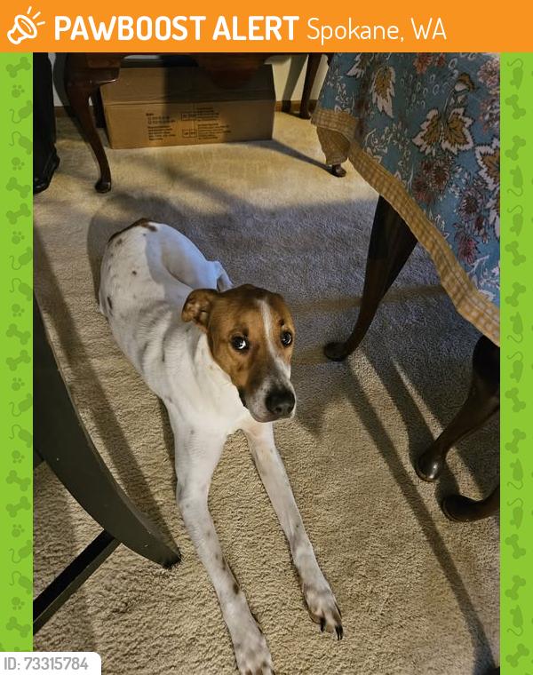 Found/Stray Male Dog last seen Shady Slope/ Little Spokane Drive, Spokane, WA 99208