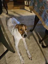 Found/Stray Male Dog last seen Shady Slope/ Little Spokane Drive, Spokane, WA 99208