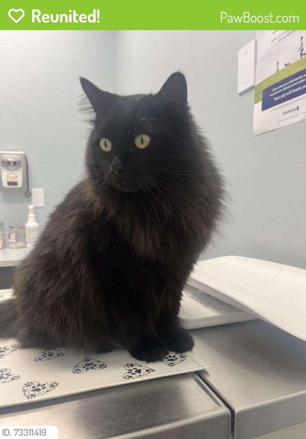 Reunited Male Cat last seen Near BLOOMERY RD WILSON NC 27896, Wilson, NC 27896