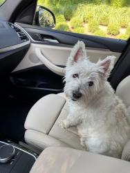 Reunited Female Dog last seen N Clay Ave, Kirkwood, MO 63122, USA, Kirkwood, MO 63122