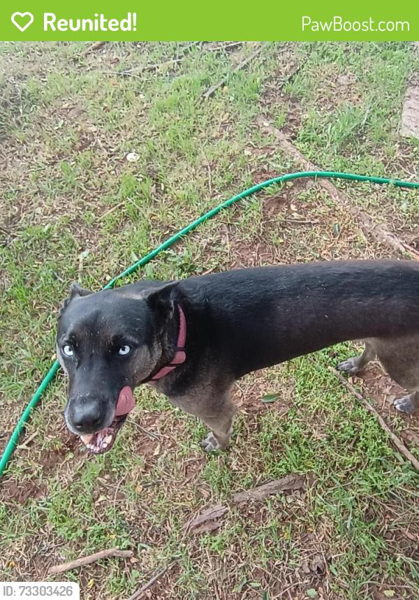 Reunited Male Dog last seen Near S Highland Park Dr, Oklahoma City, OK 73129, USA, Oklahoma City, OK 73129