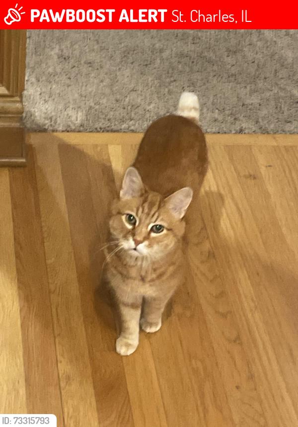 Lost Male Cat last seen Fox Creek Drive & Ellis Johnson Drive, St. Charles, IL 60175